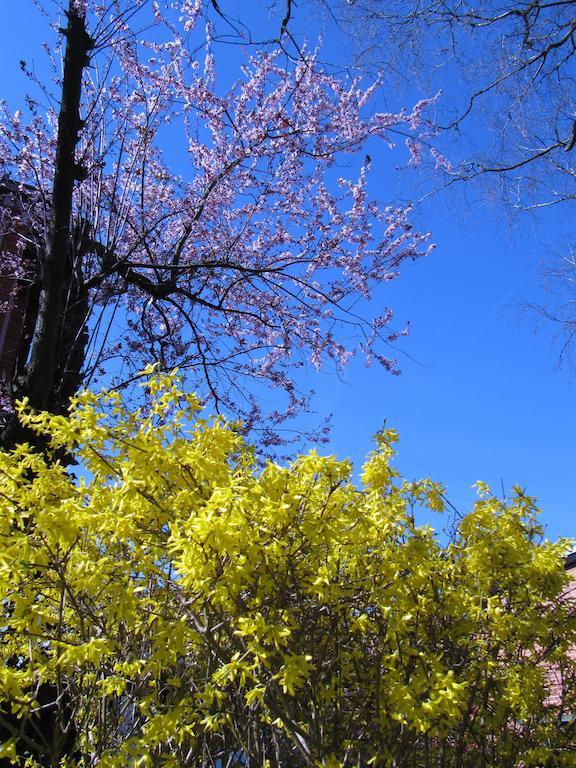切斯珍黛丝住宿加早餐旅馆 Riehen 外观 照片